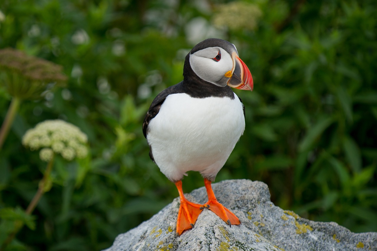 Image - bird beak feather animal fly rock