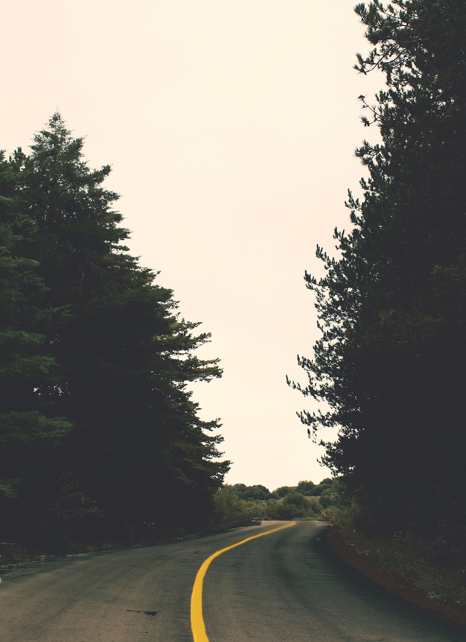 Image - forest road trees perspective