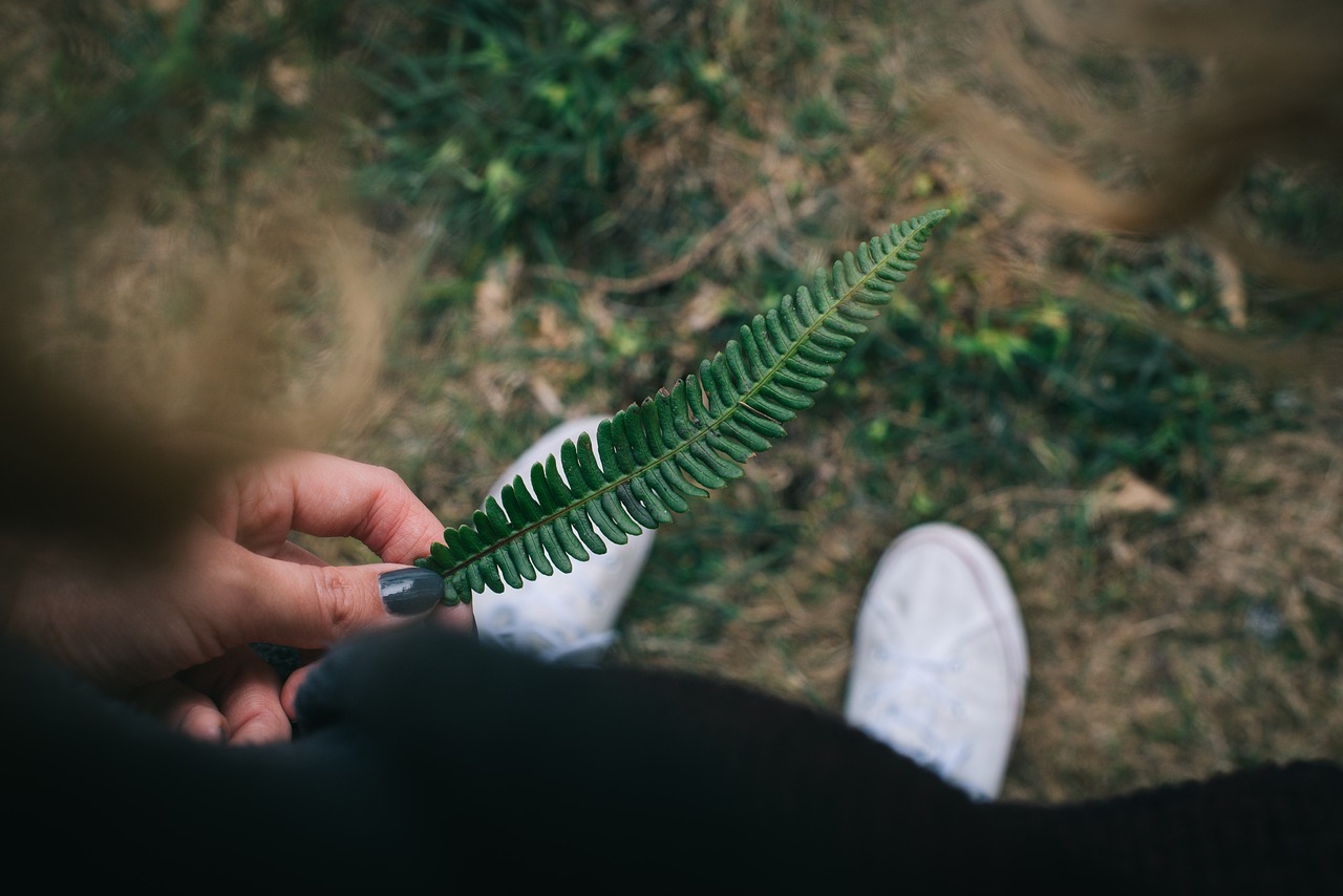 Image - fern green leaf blur outdoor