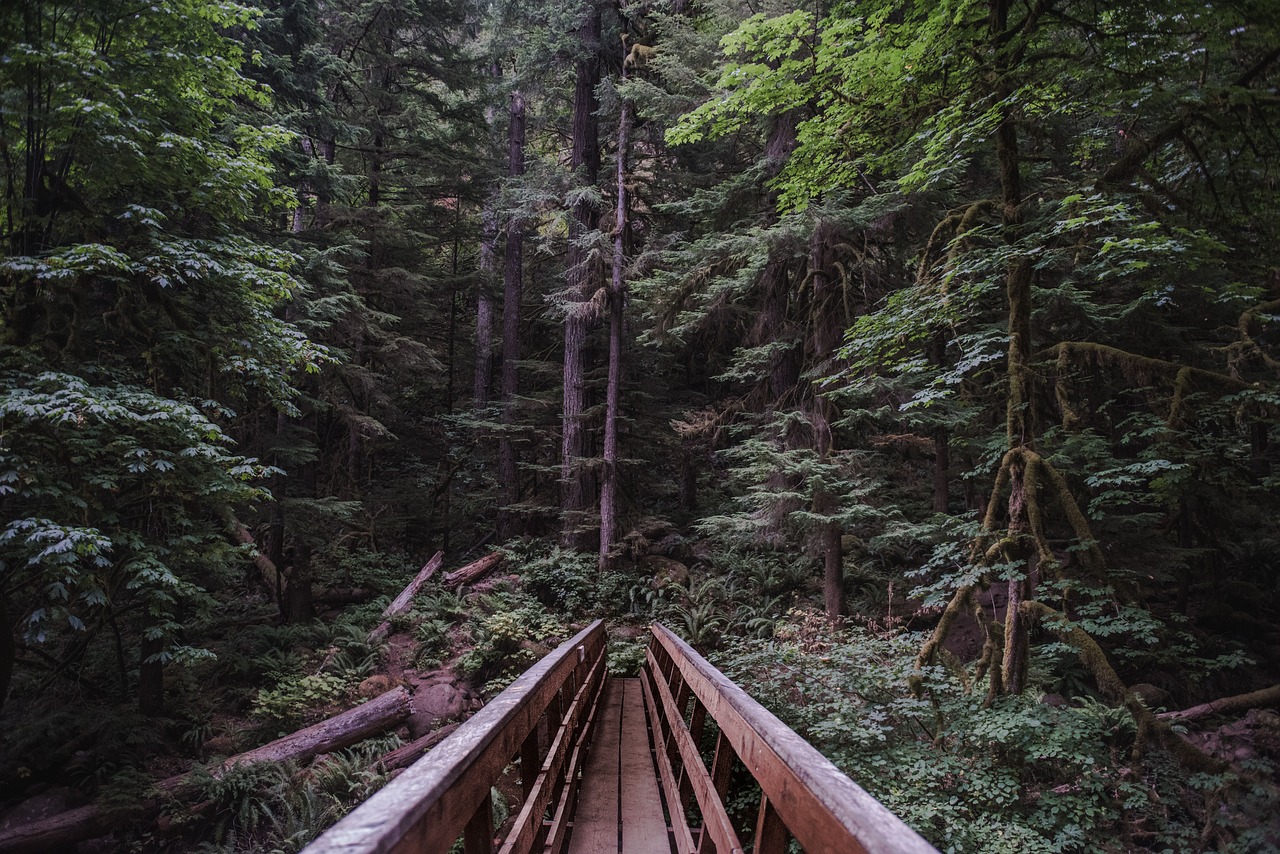 Image - trees plant forest nature pathway