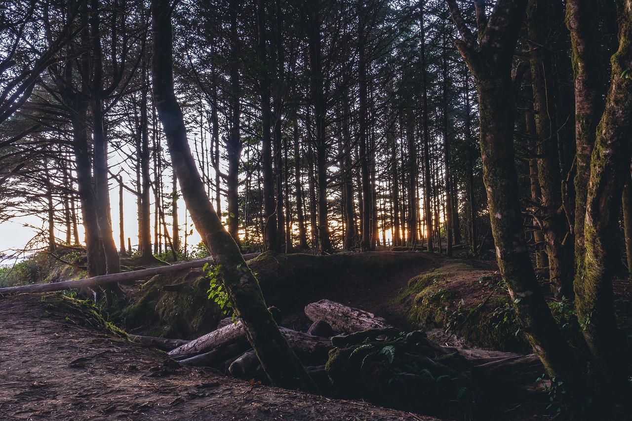 Image - trees plant forest morning view