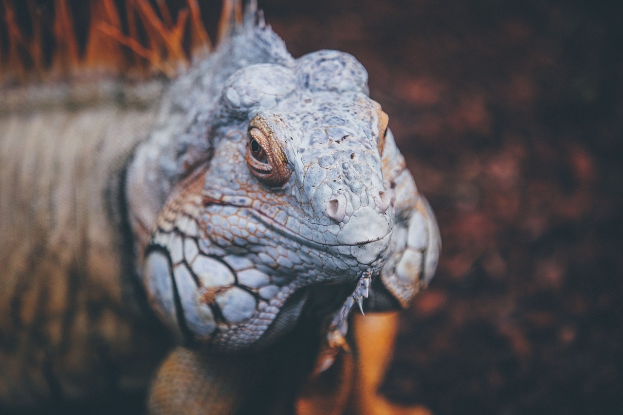 Image - lizard reptile blue chameleon tree