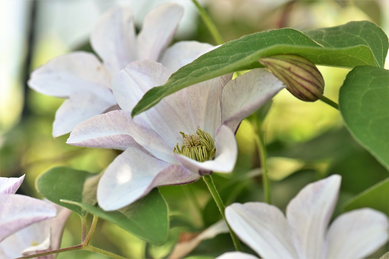 Image - clematis flower blossom bloom