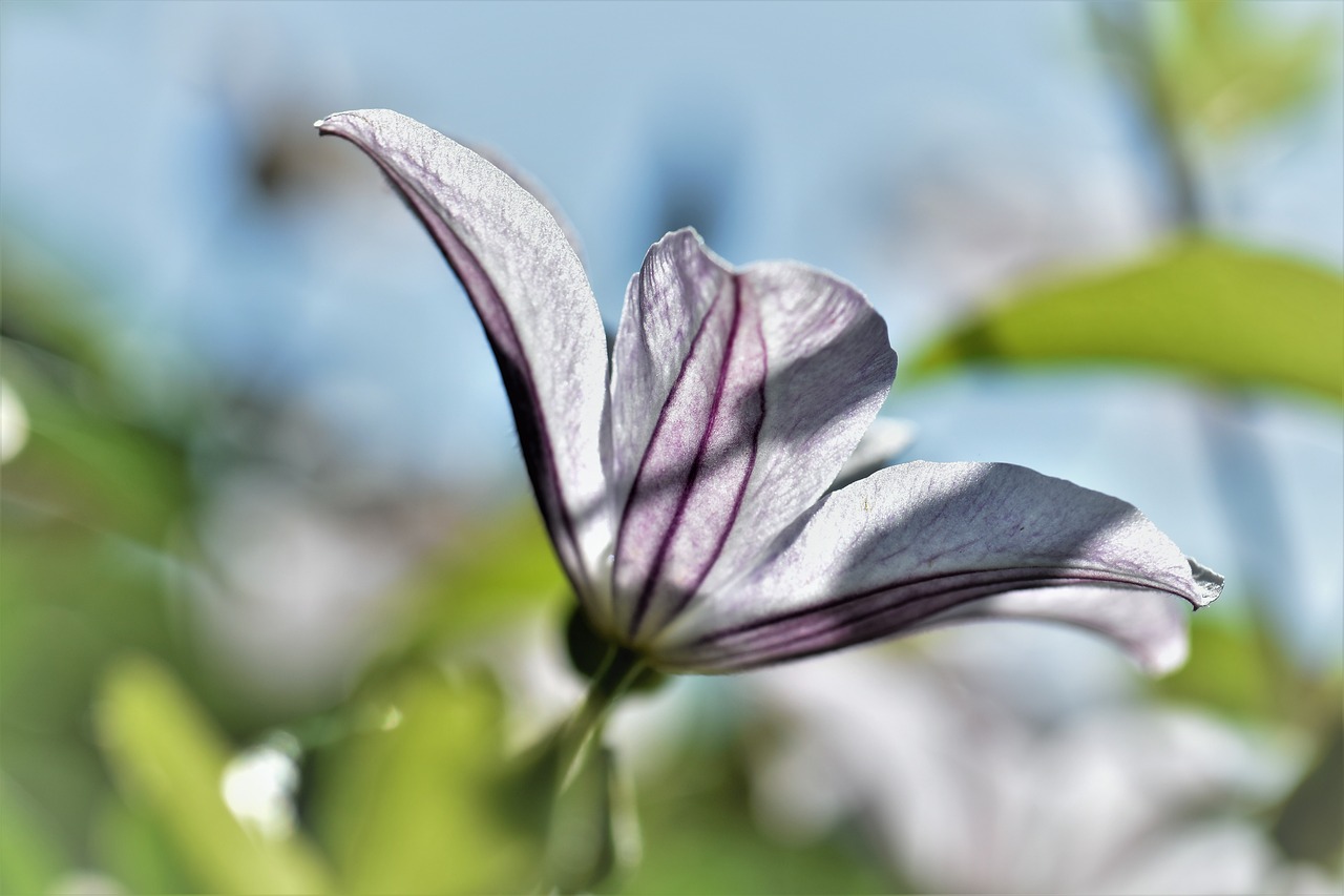 Image - clematis flower blossom bloom