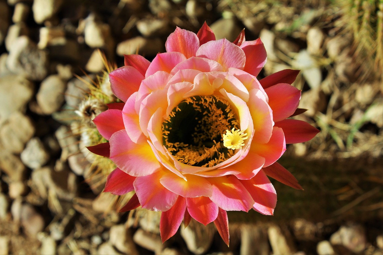 Image - desert cactus flower arizona