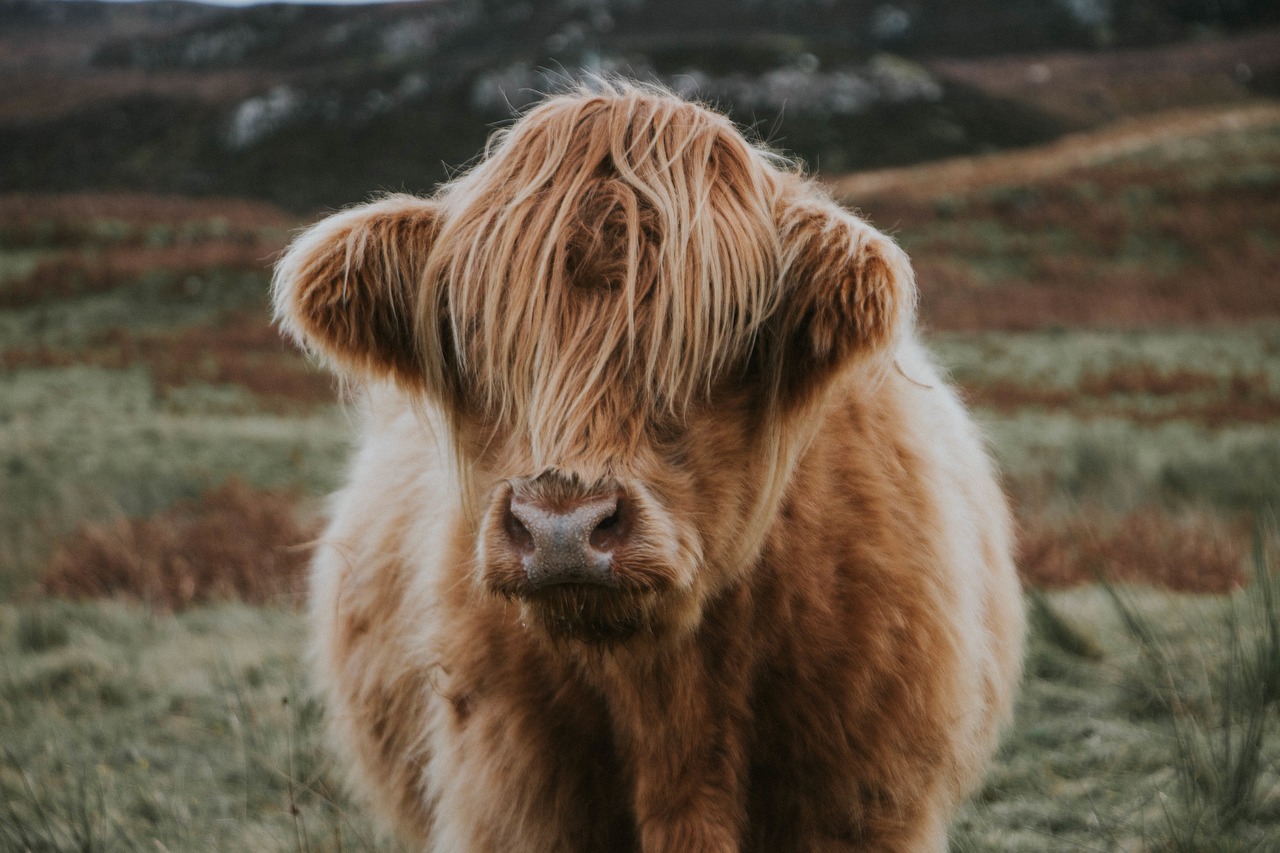 Image - calf animal outdoor
