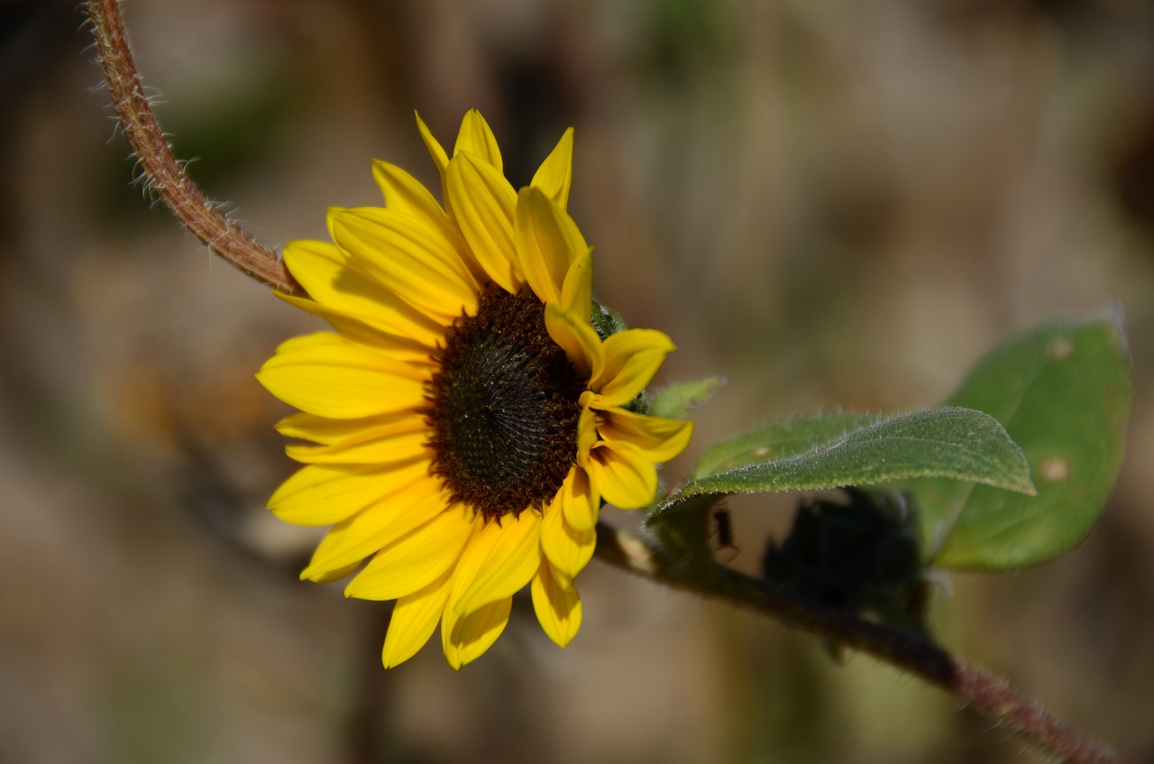 Image - yellow flower dakota summer plant