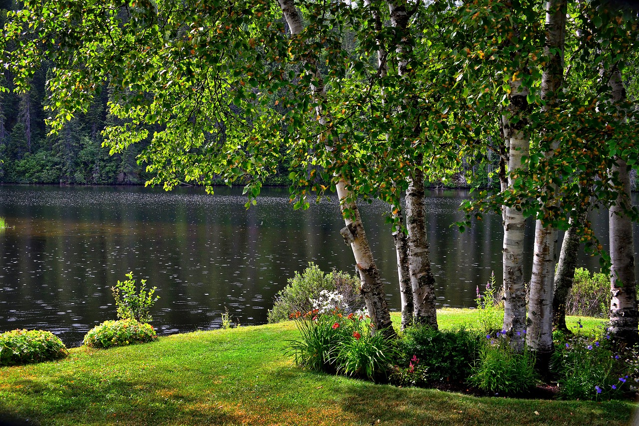 Image - landscape birch trees lake water