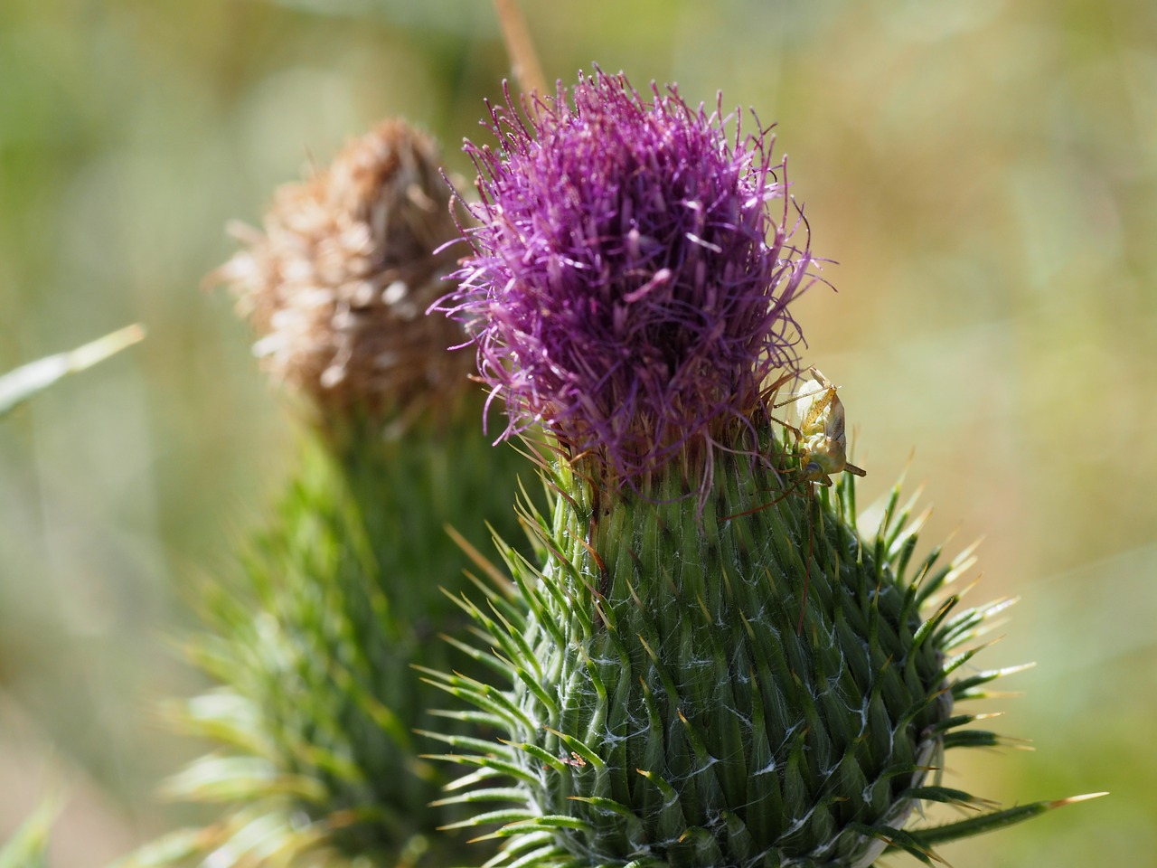 Image - thistle leaf nature flora blossom