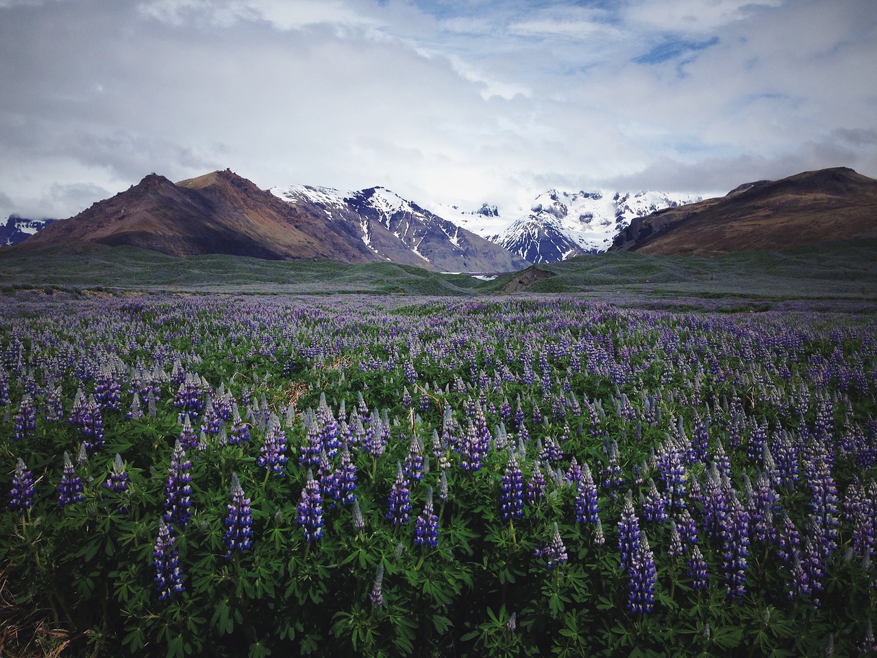 Image - lavender field flower farm outdoor