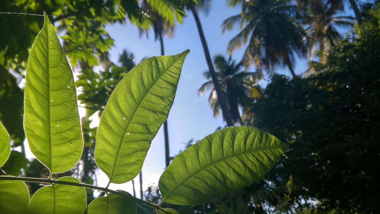 Image - wow sun green plant morning light