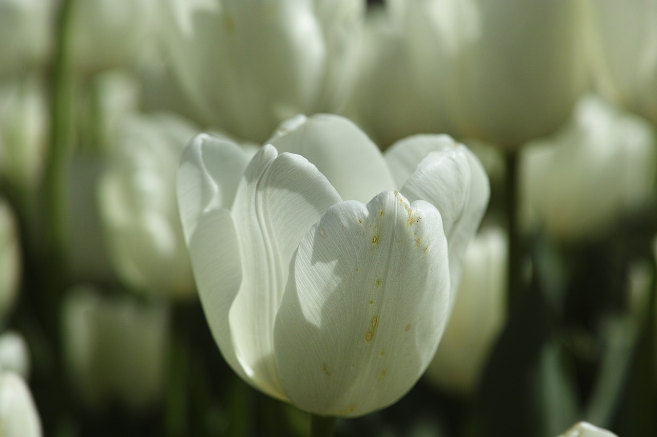 Image - tulips flower flowers macro plant