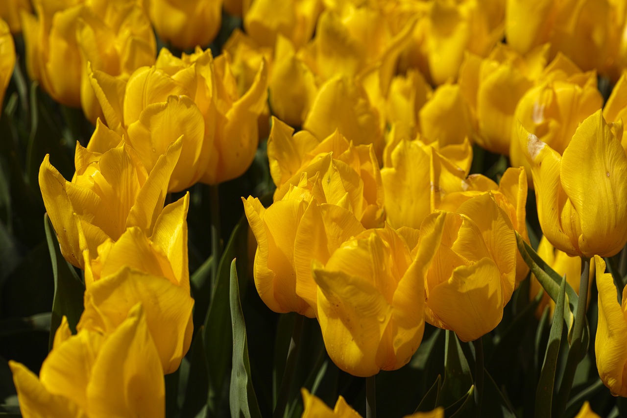 Image - yellow tulips flower flowers macro