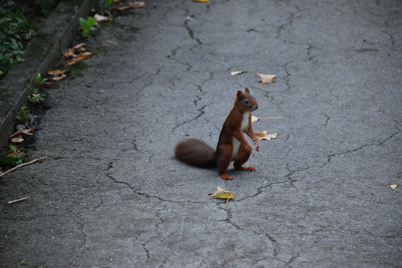 Image - squirrel brown wild cute nager