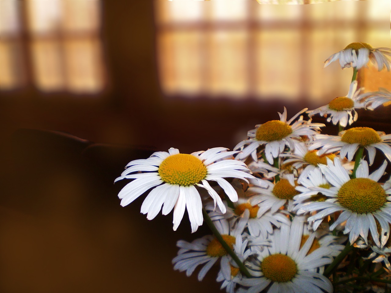 Image - flowers penumbra bouquet margaritas