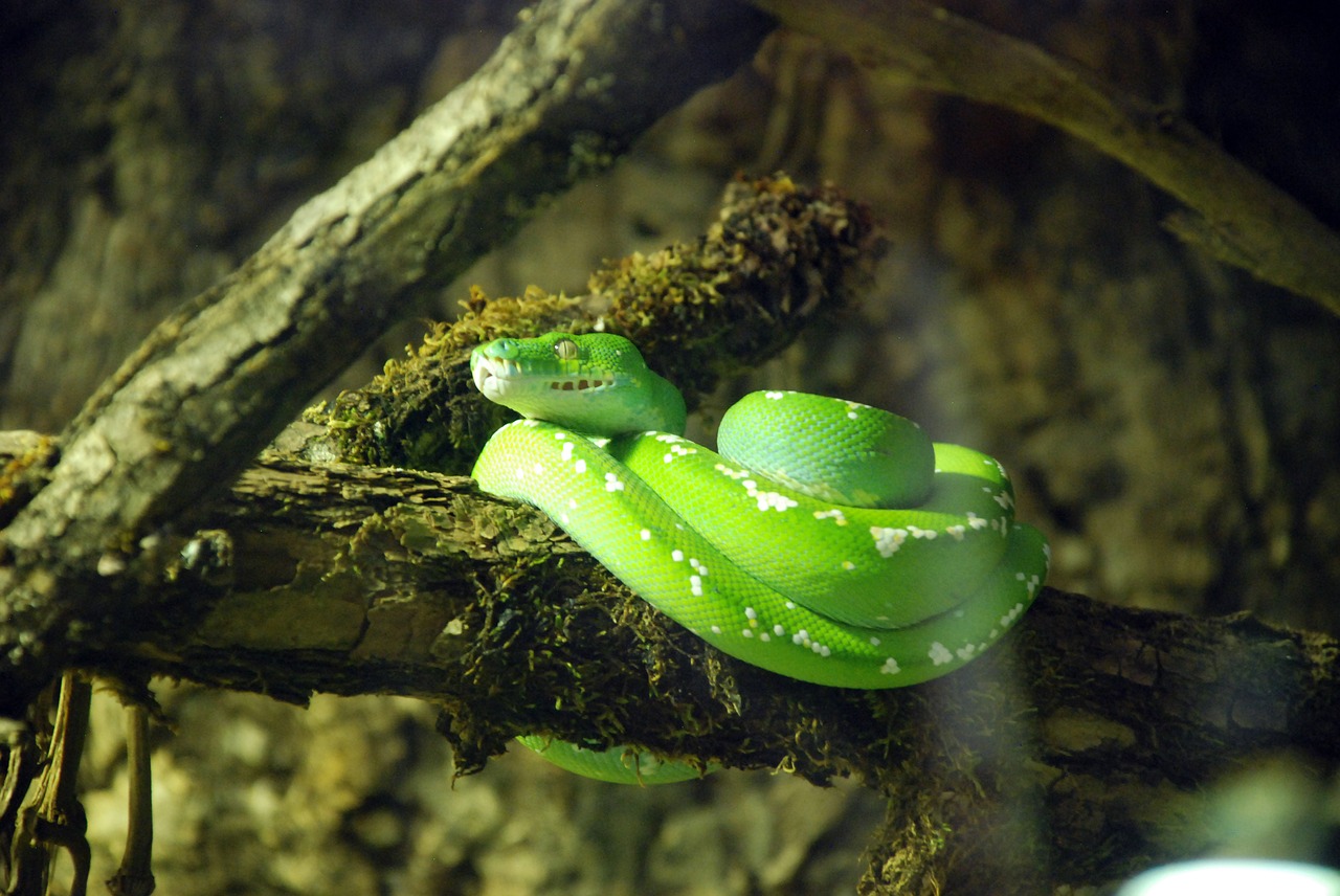 Image - snake green animal reptile scale