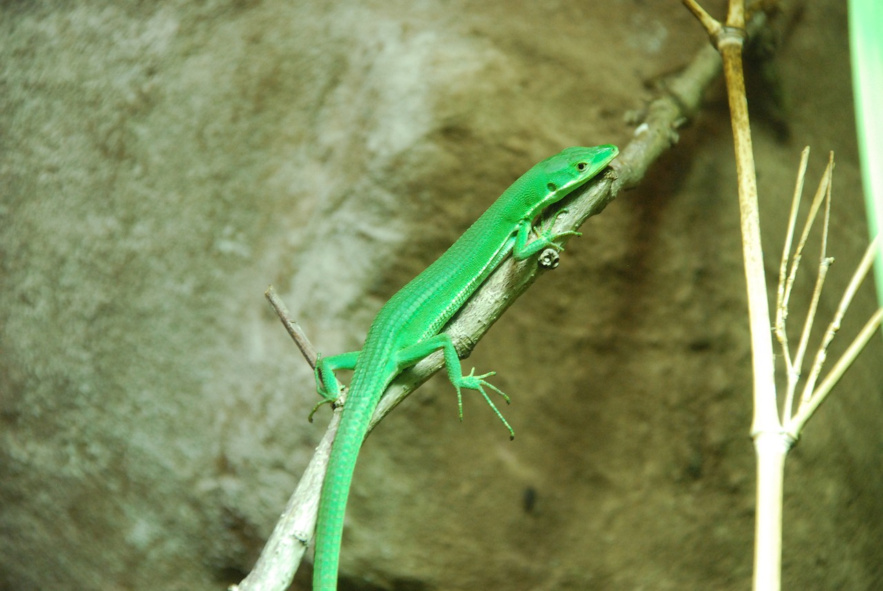 Image - lizard green zoo animal world