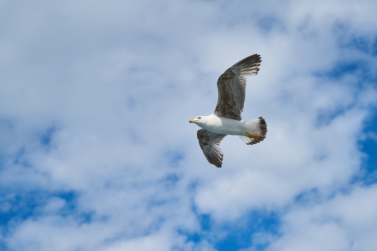 Image - seagull bird birds animal nature