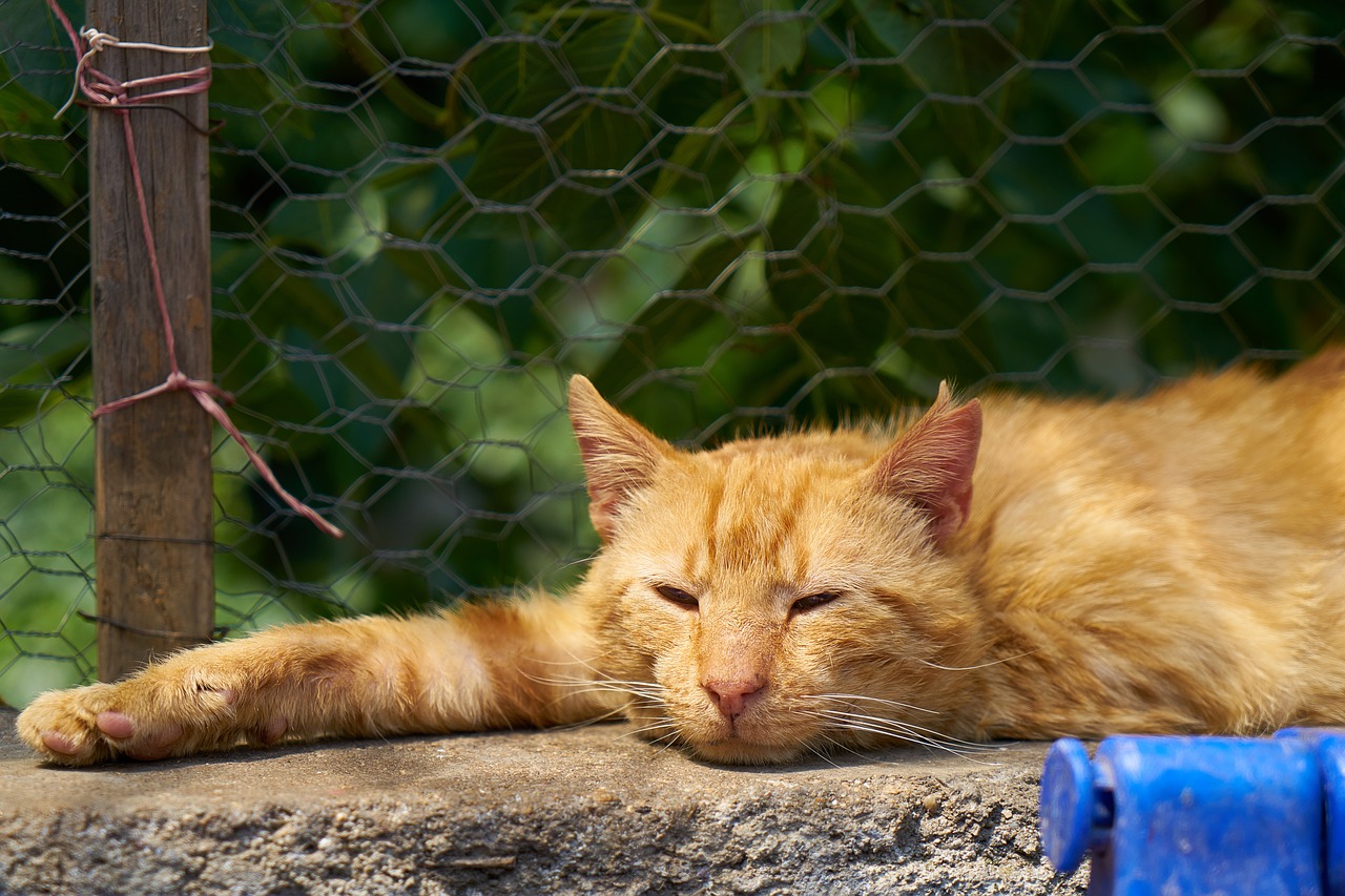 Image - cat animal yellow sleepyhead sleep