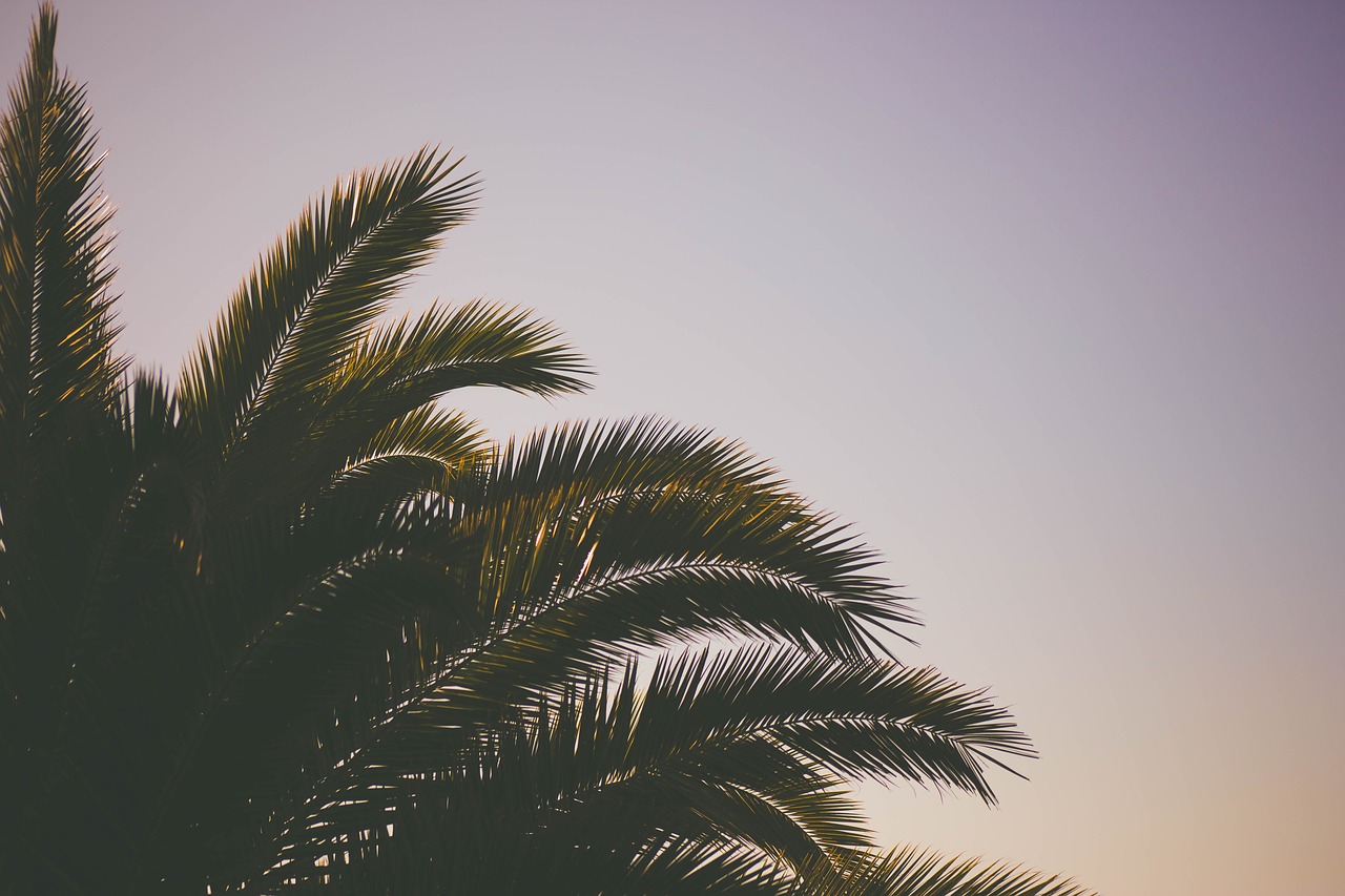 Image - coconut tree green leaf plant
