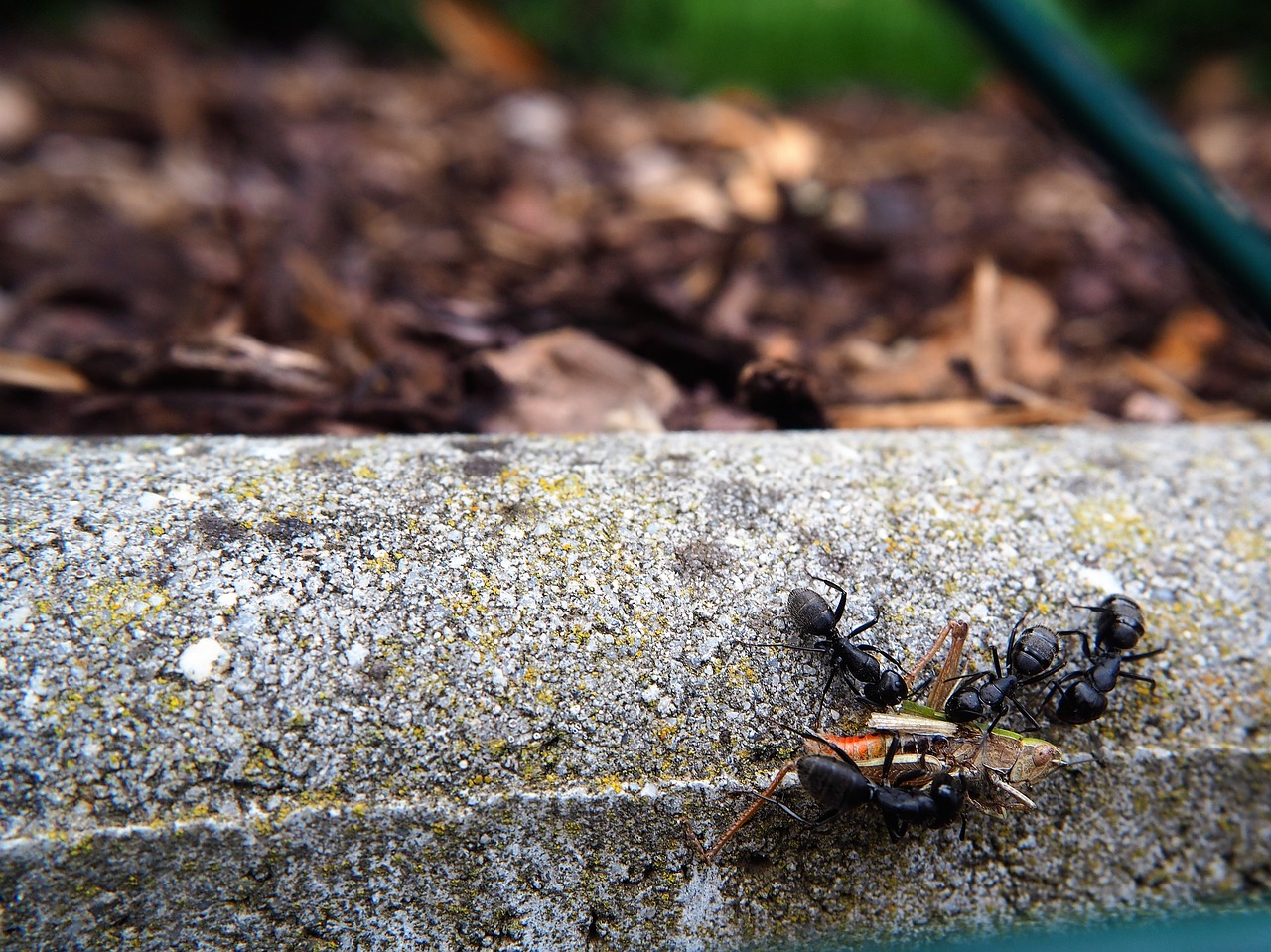 Image - ants grasshopper eat transport