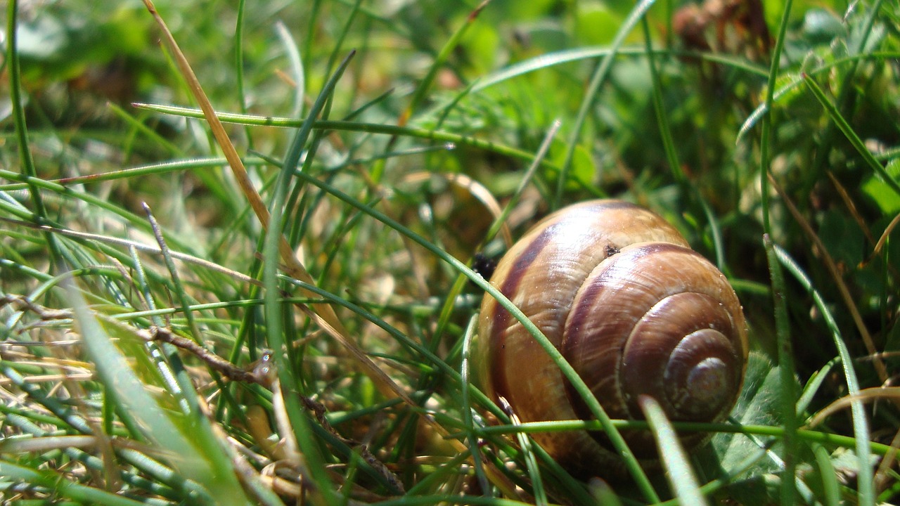 Image - snail shell spiral pattern