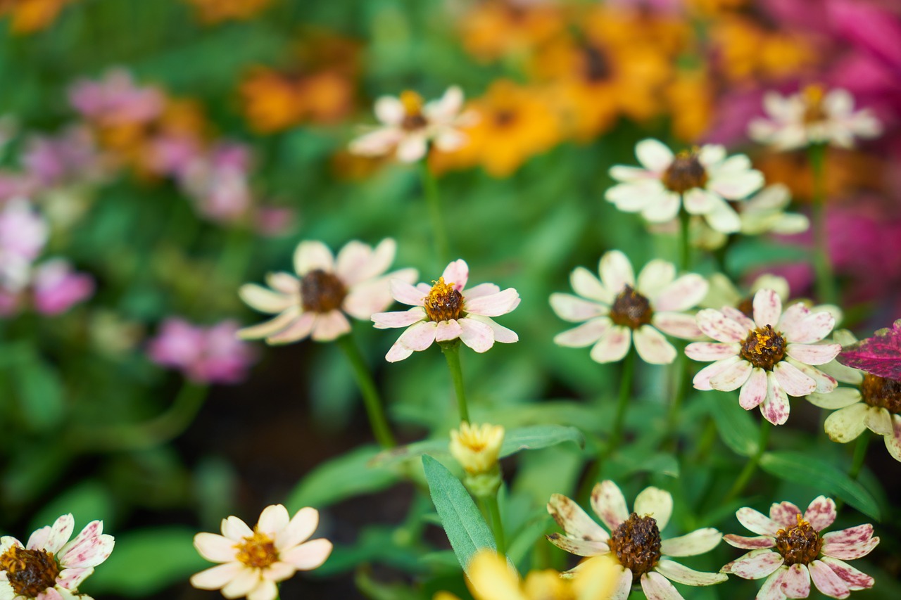 Image - flower daisy nature flowers plant