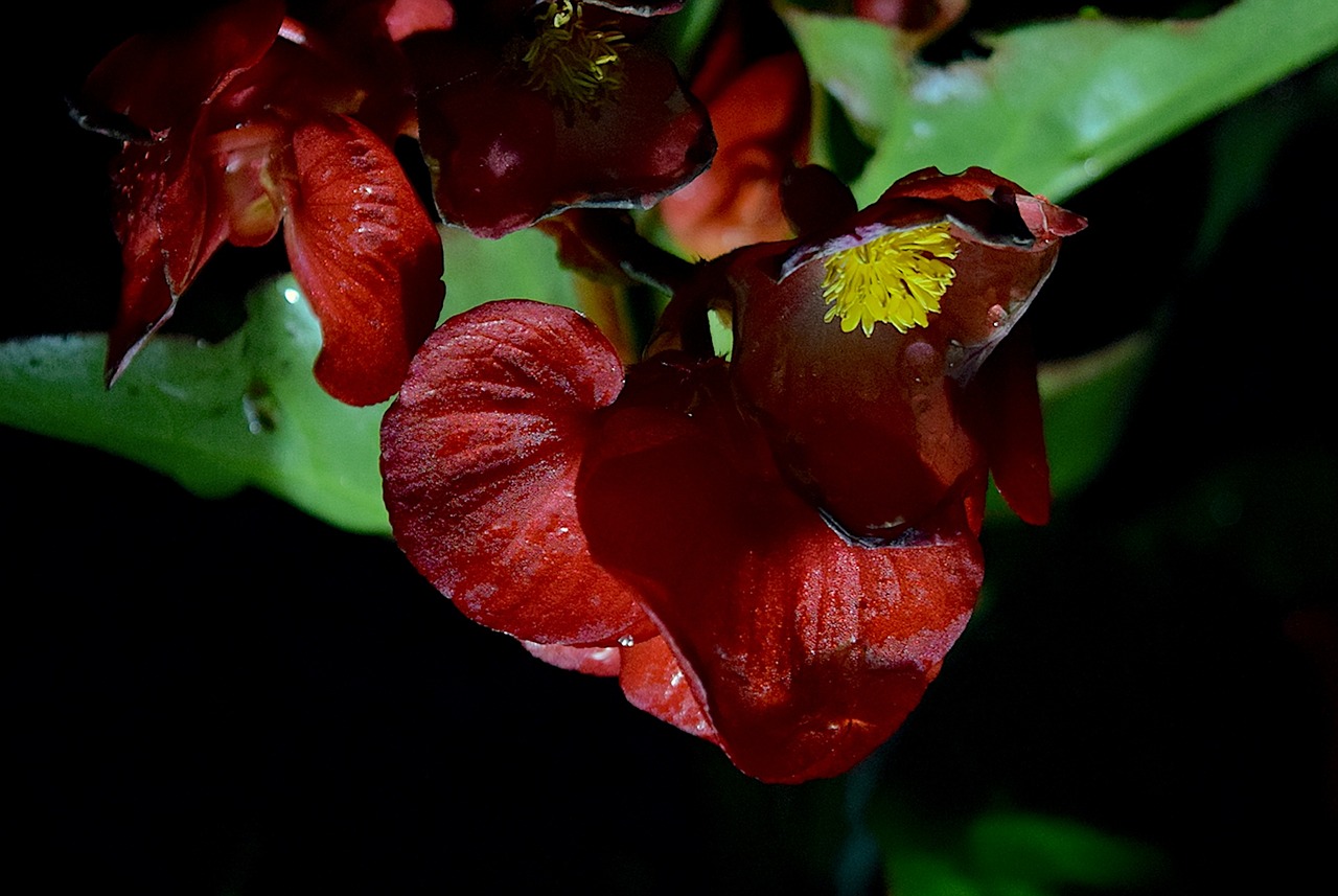 Image - flower night rain dew nature