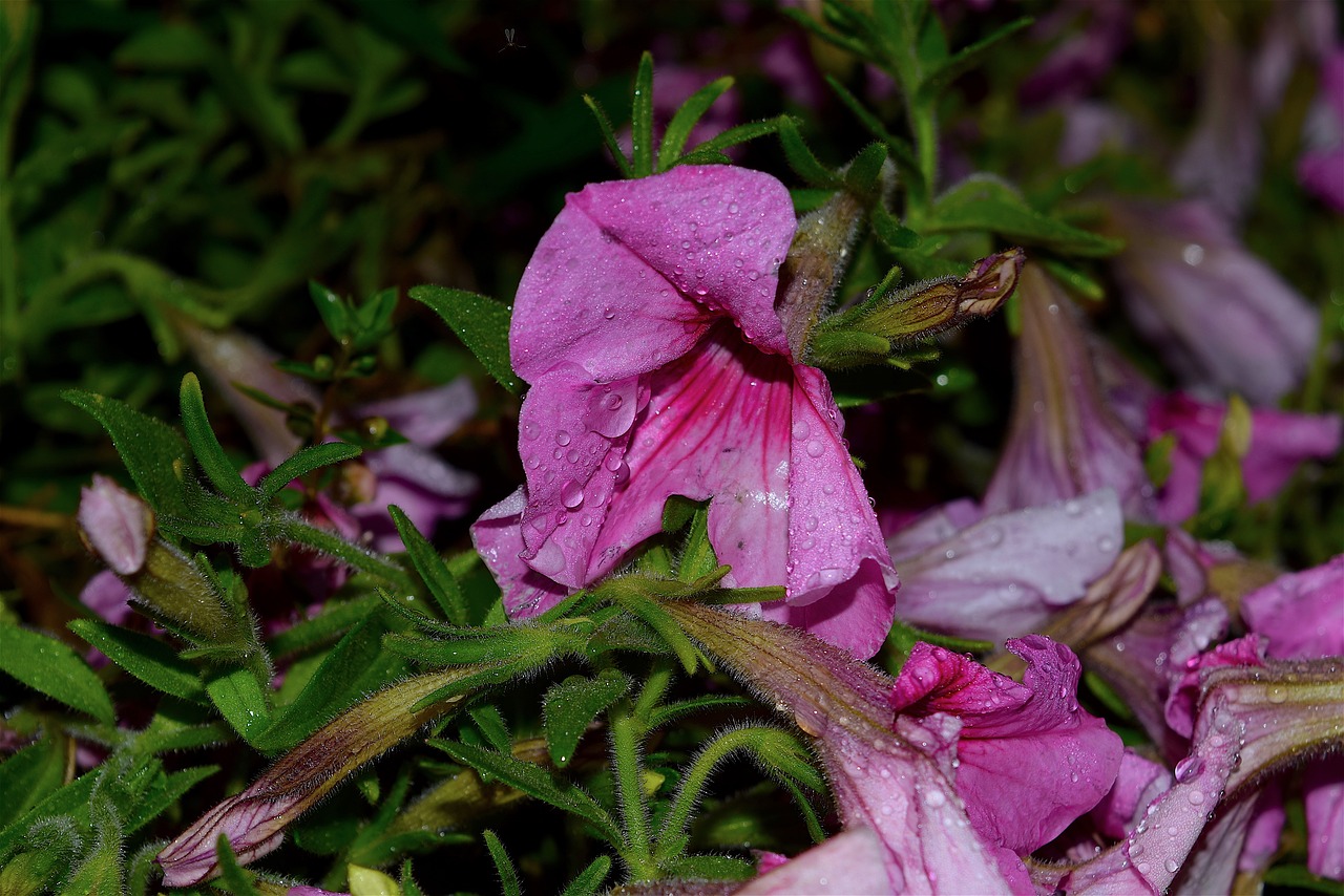 Image - flower night rain dew nature
