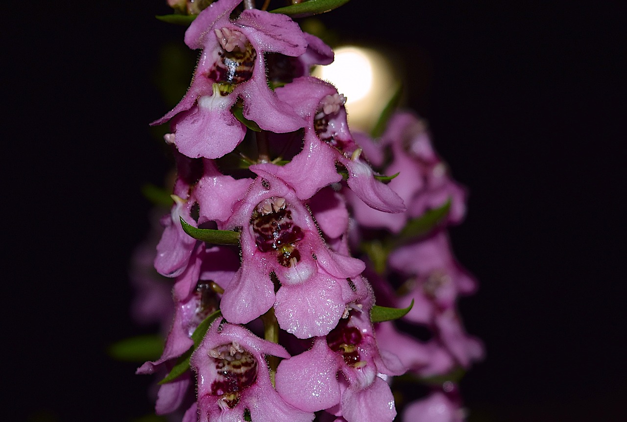 Image - flower night rain dew nature