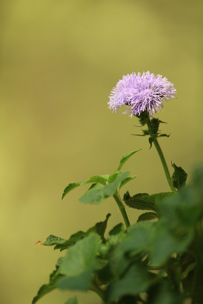 Image - flower summer grass cute childhood