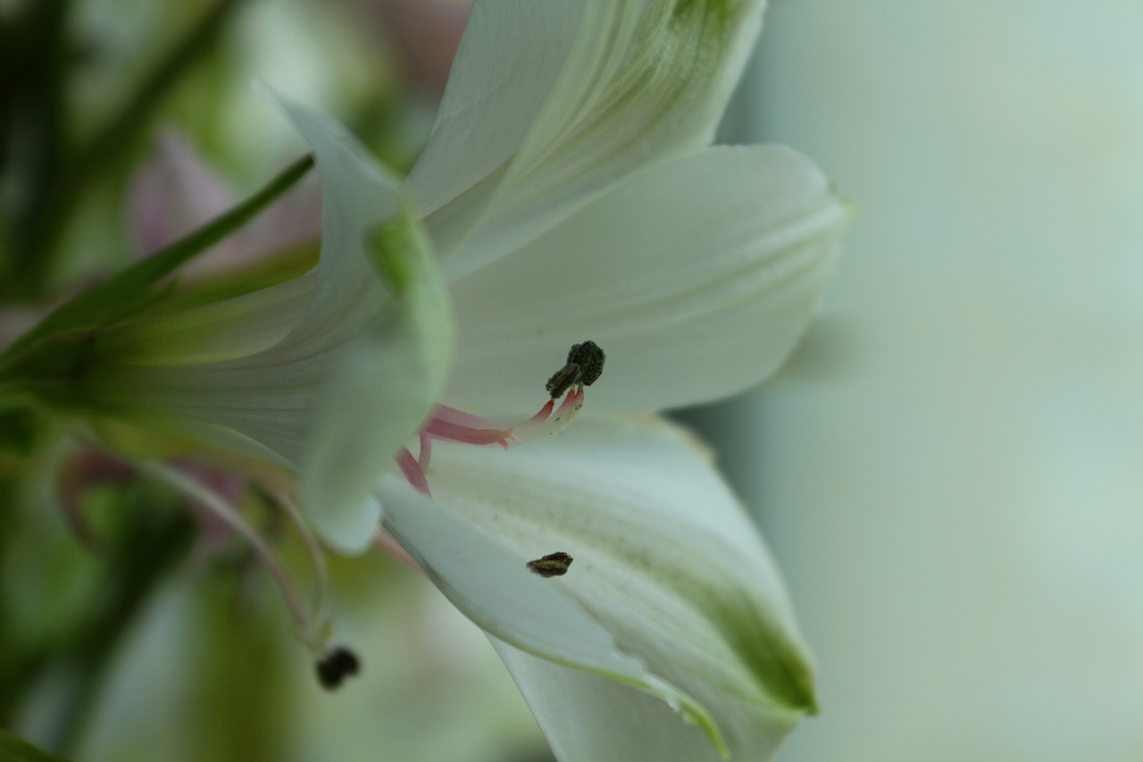 Image - macro flower bouquet spring flower