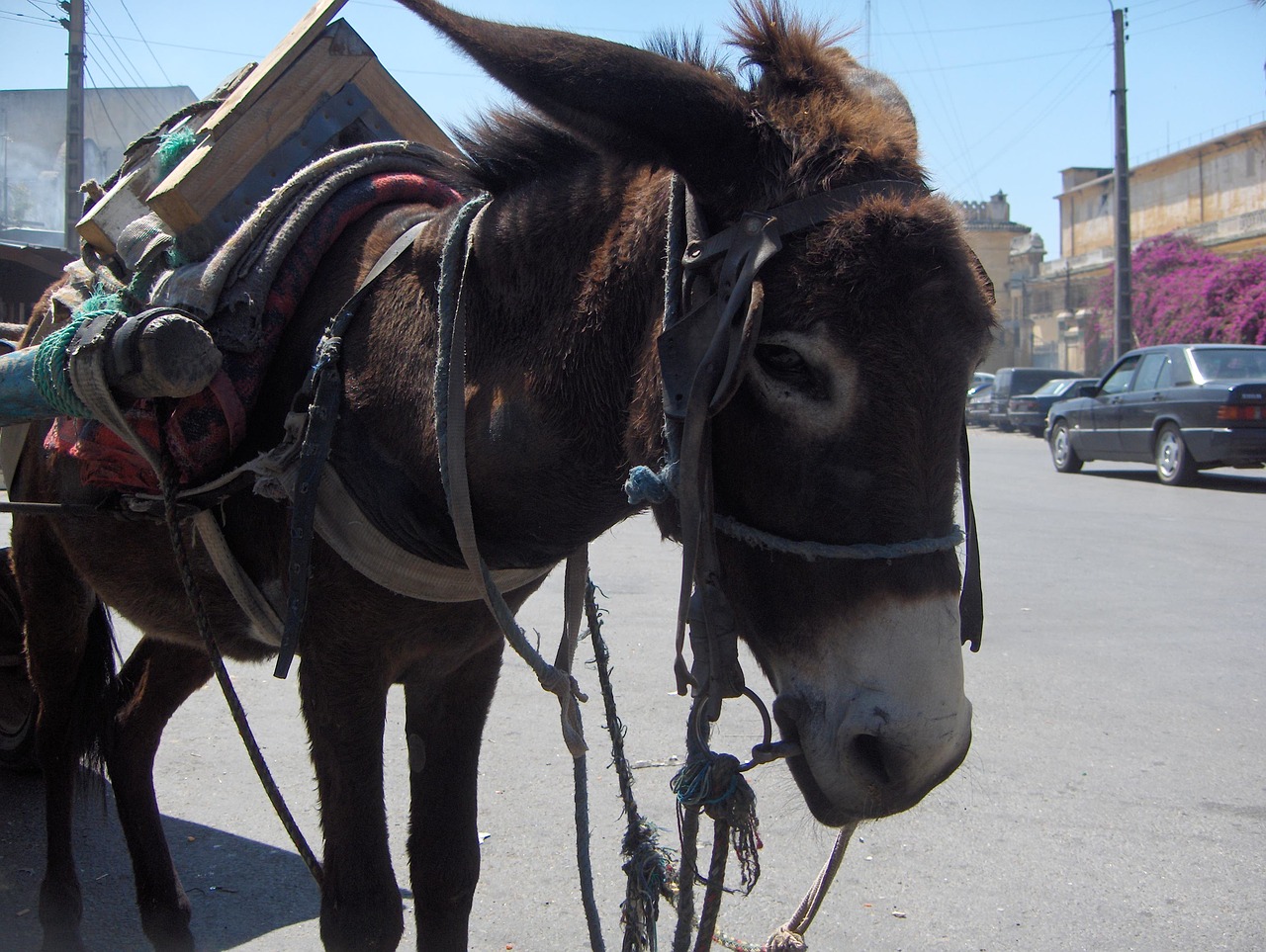 Image - morocco donkey city