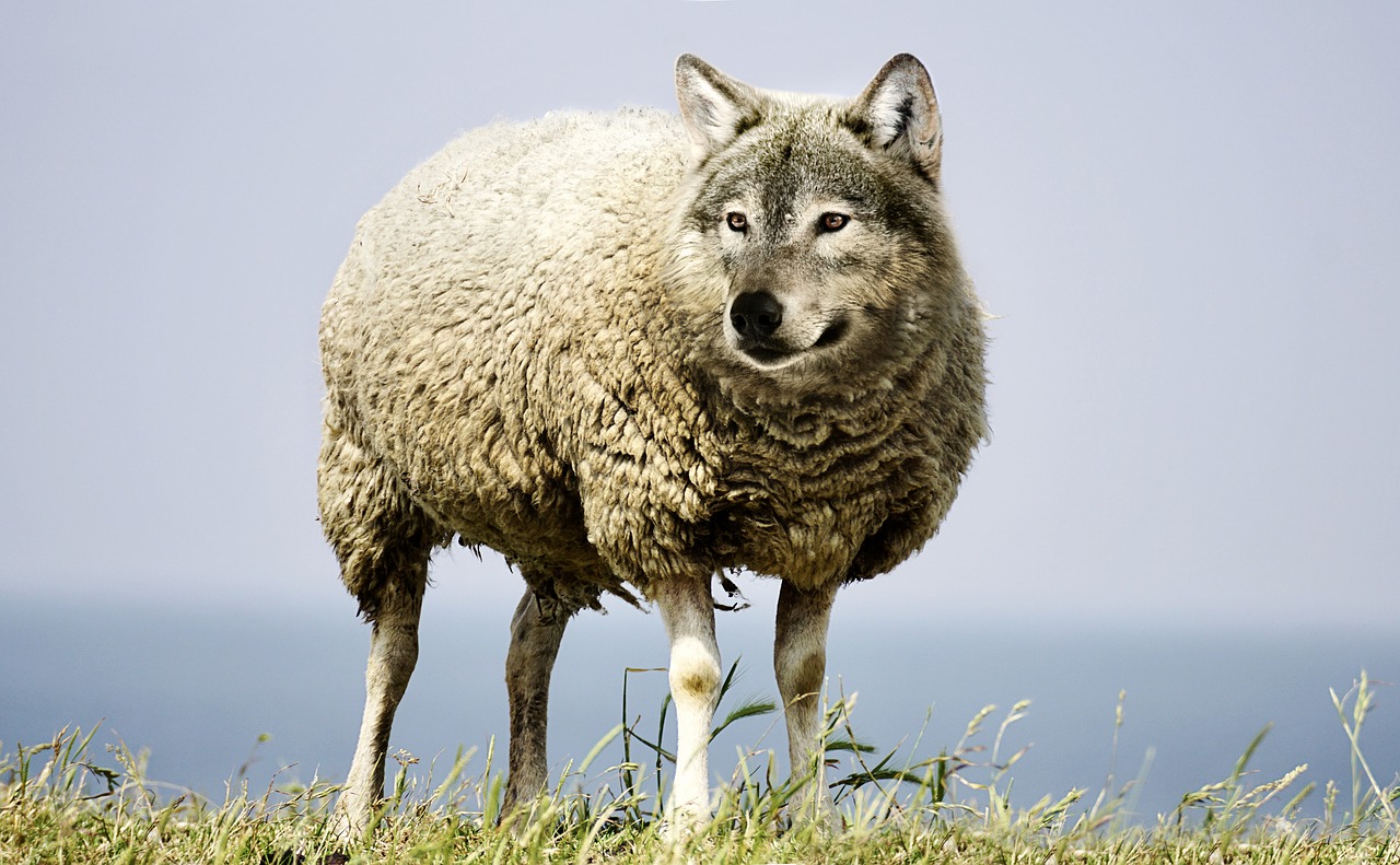 Image - wolf in sheep s clothing wolf sheep