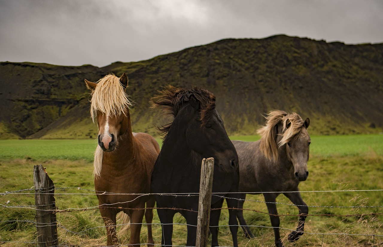 Image - horse animal brown grassland