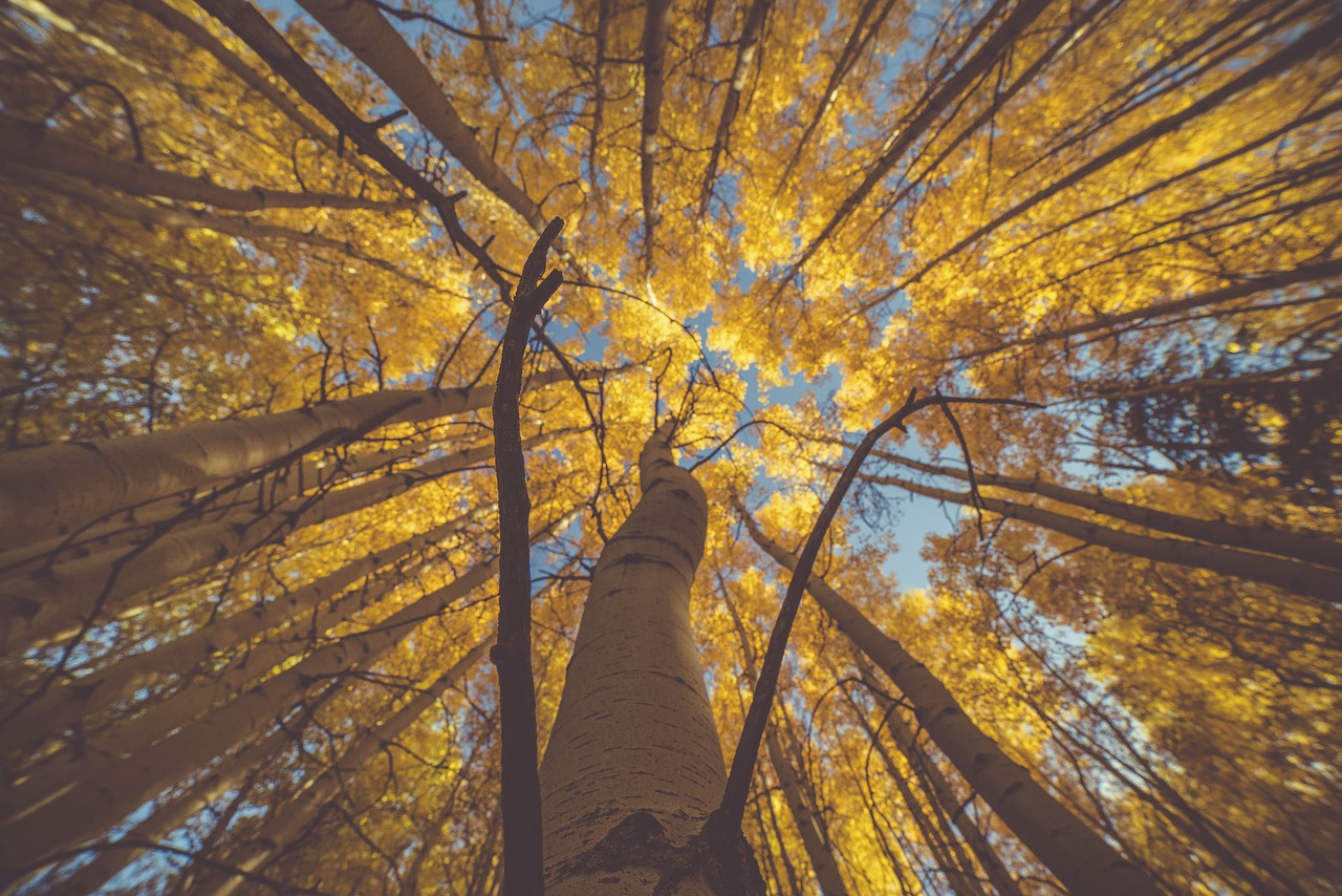 Image - nature trees woods forest autumn