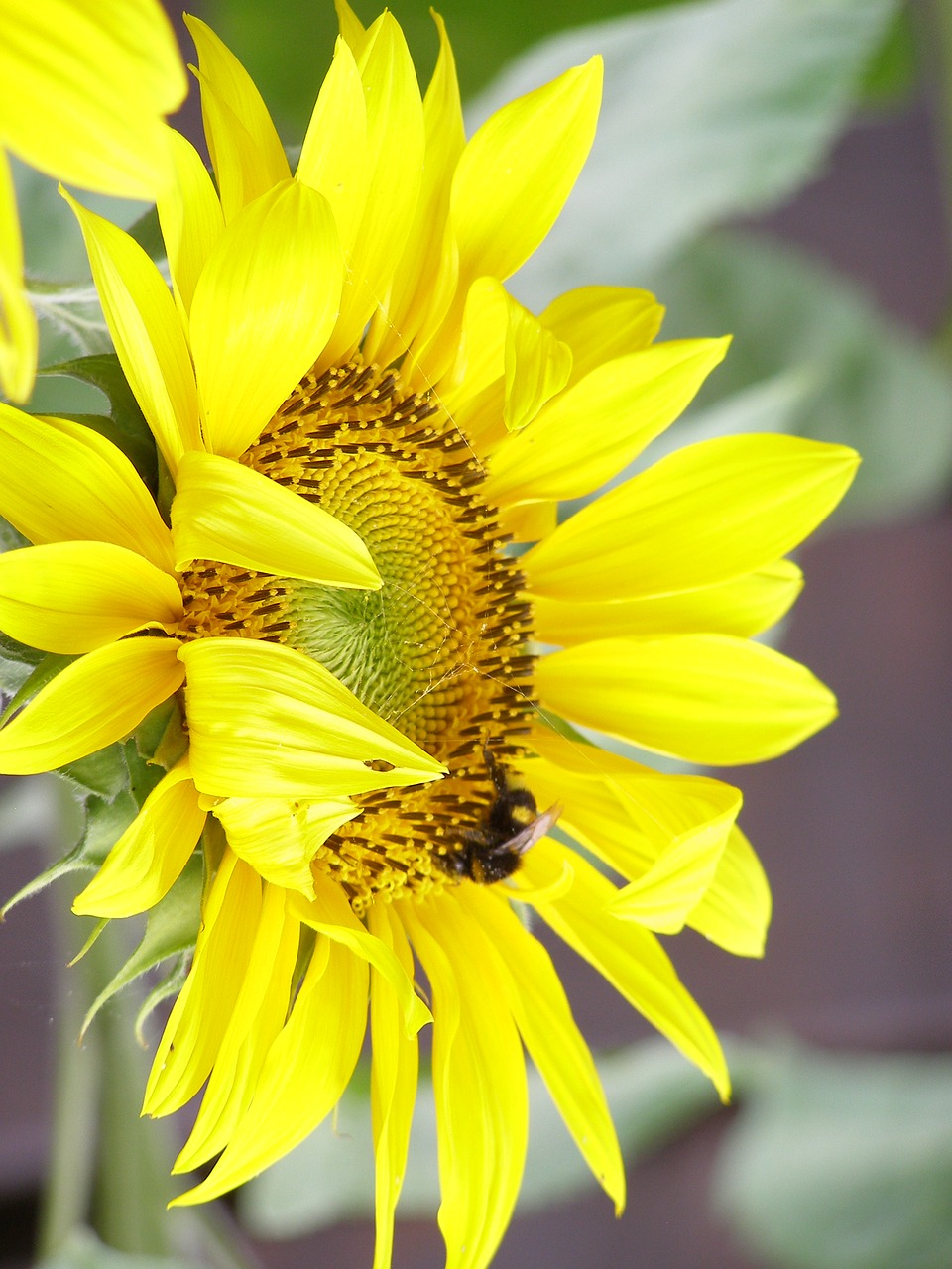 Image - sunflower yellow summer plant