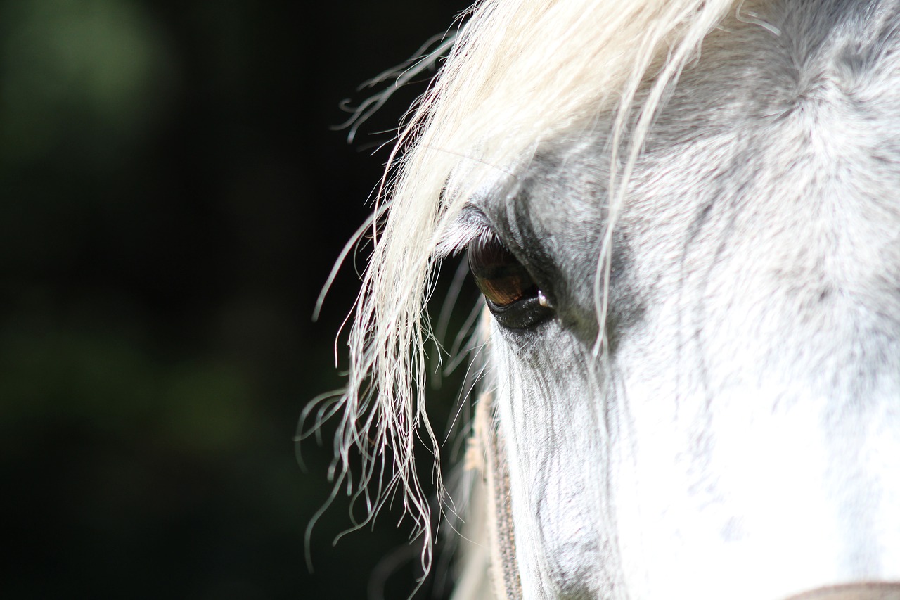 Image - horse eye paardenoog animal