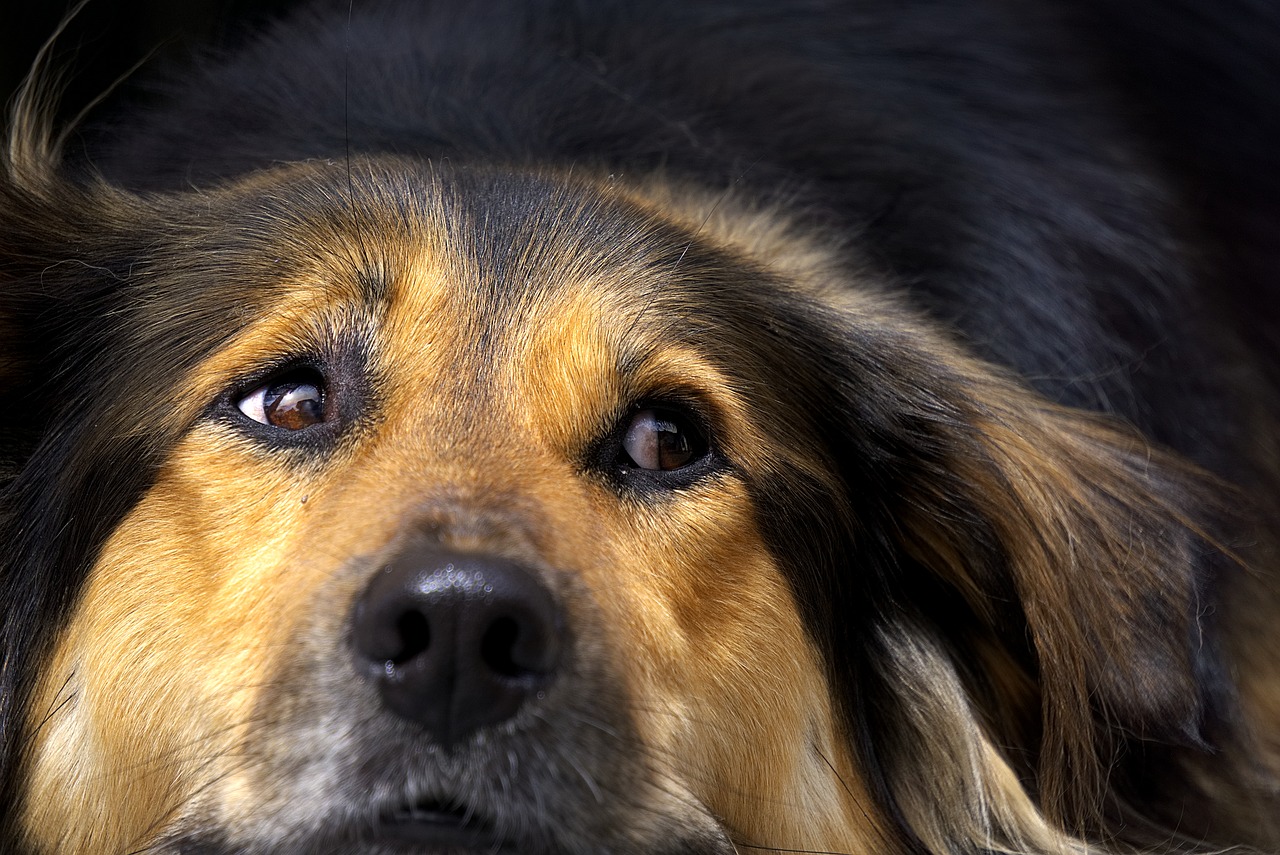 Image - dog nose close head tired relax