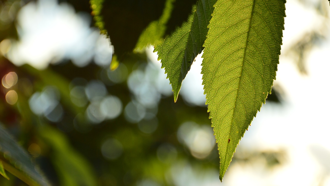 Image - summer foliage cherries