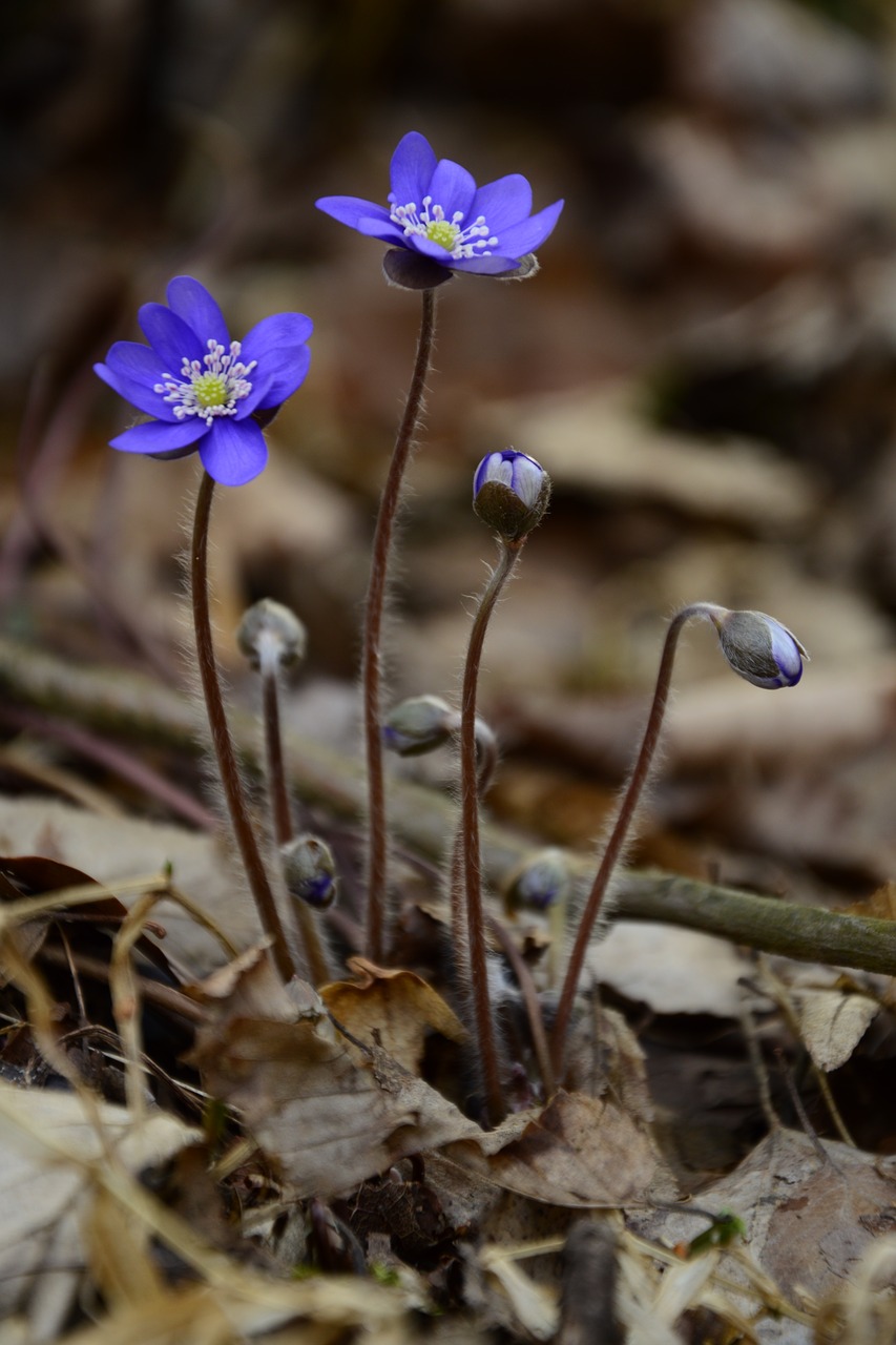 Image - liverwort beautiful spring fluke