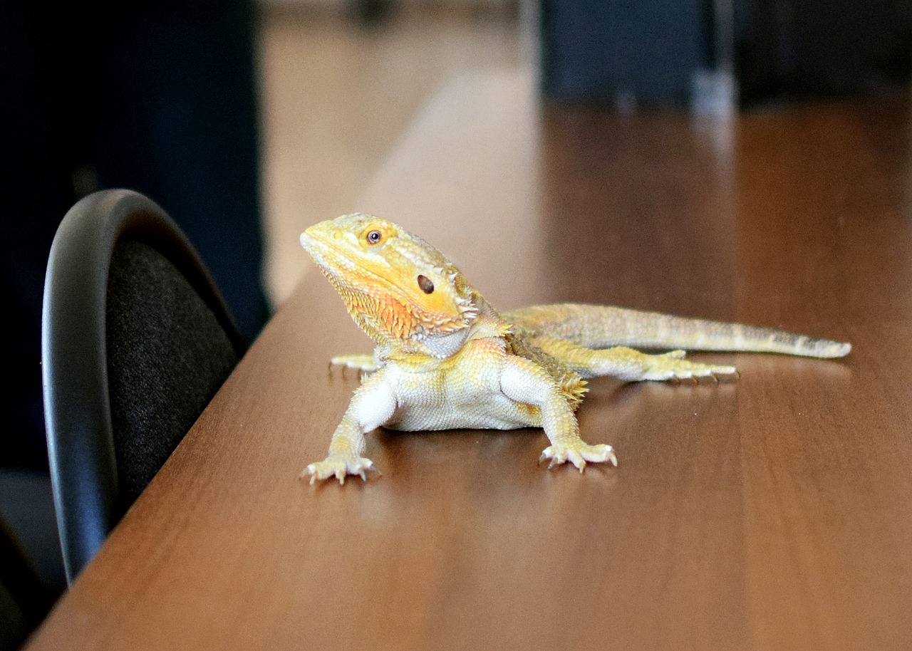 Image - lizard yellow pets