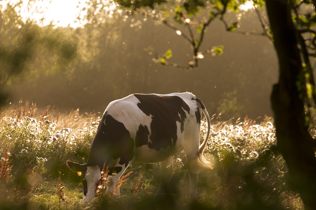 Image - cow pasture cows beef animal