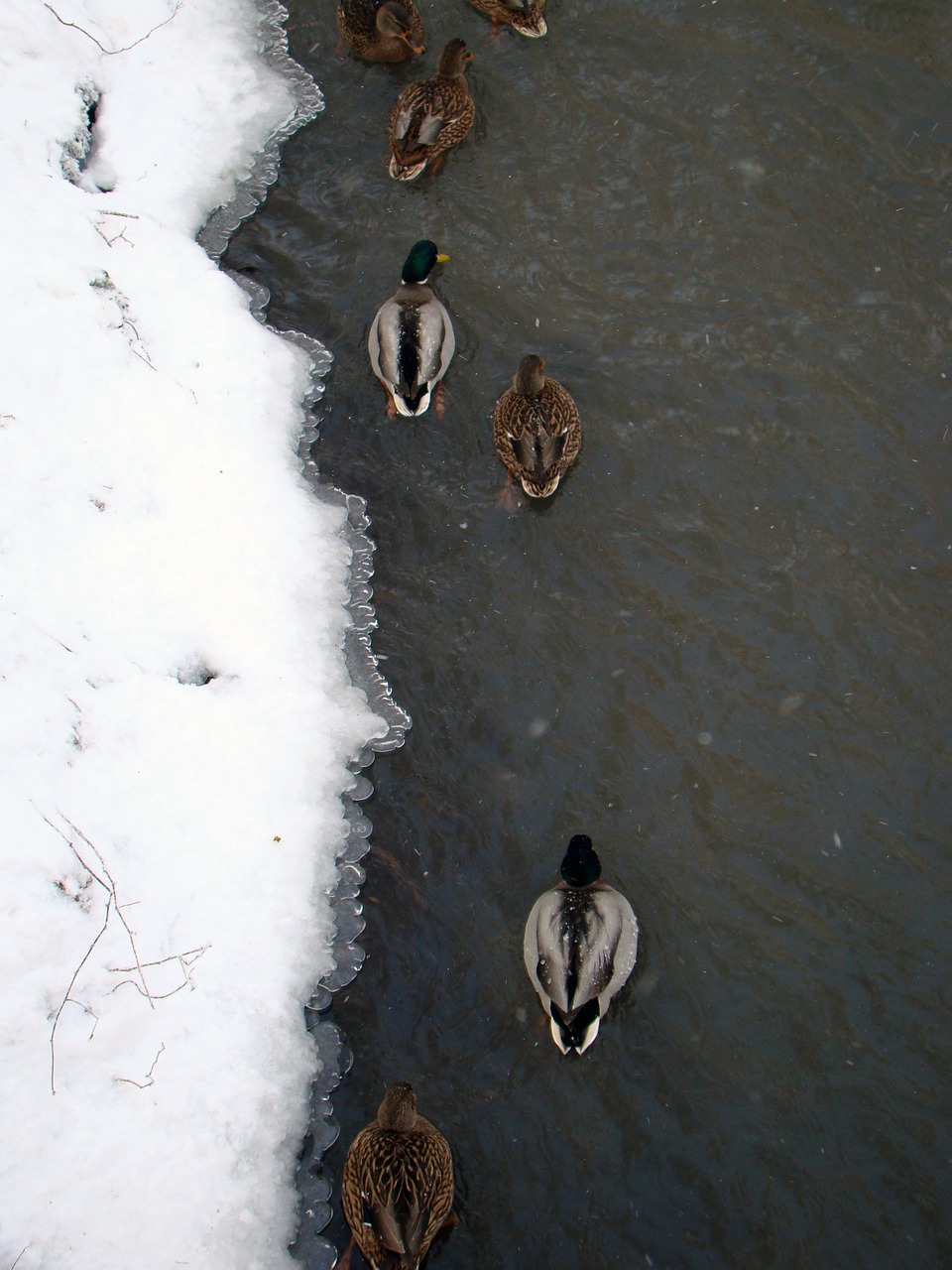 Image - ducks winter river park ice frost