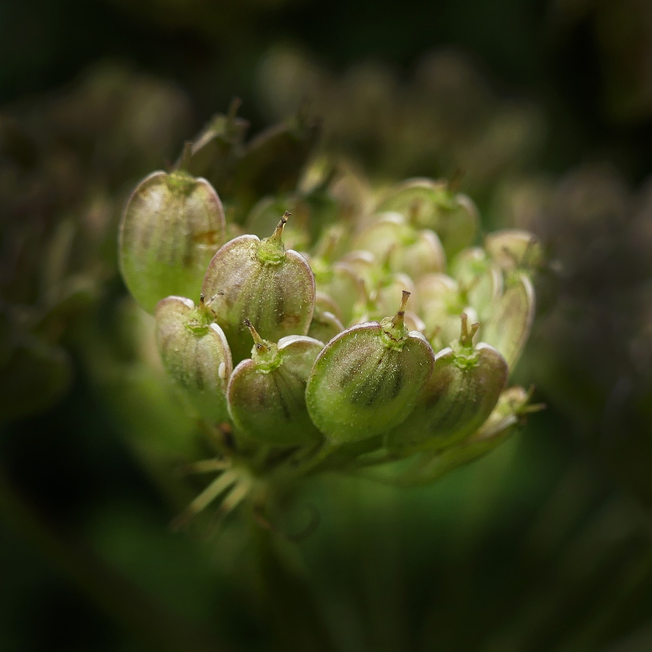 Image - anise seeds gap fruits umbelliferae