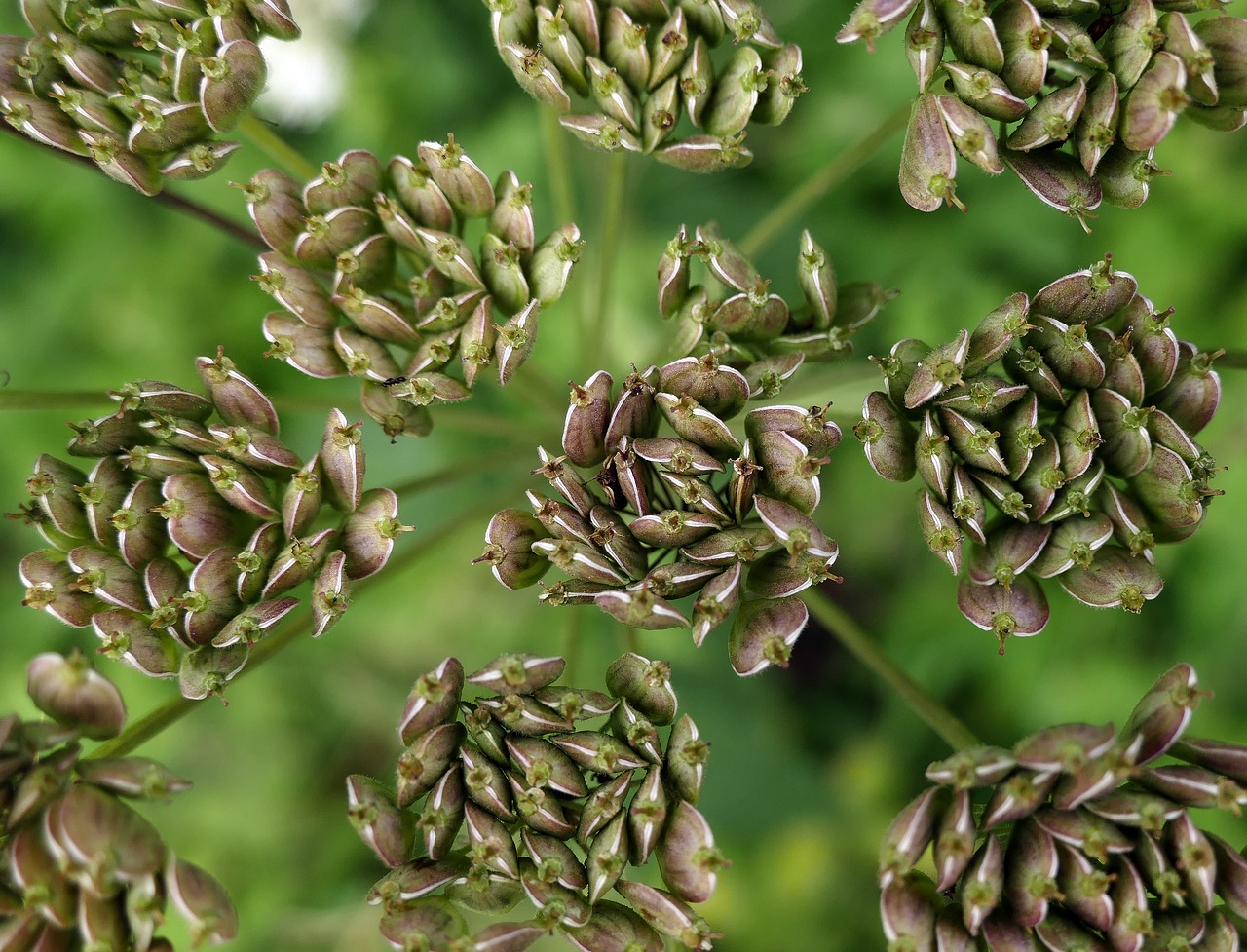 Image - anise seeds gap fruits umbelliferae