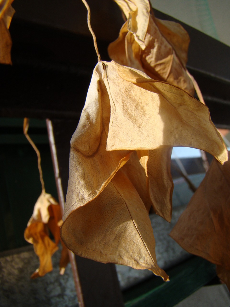 Image - dry leaves dry flowers drought