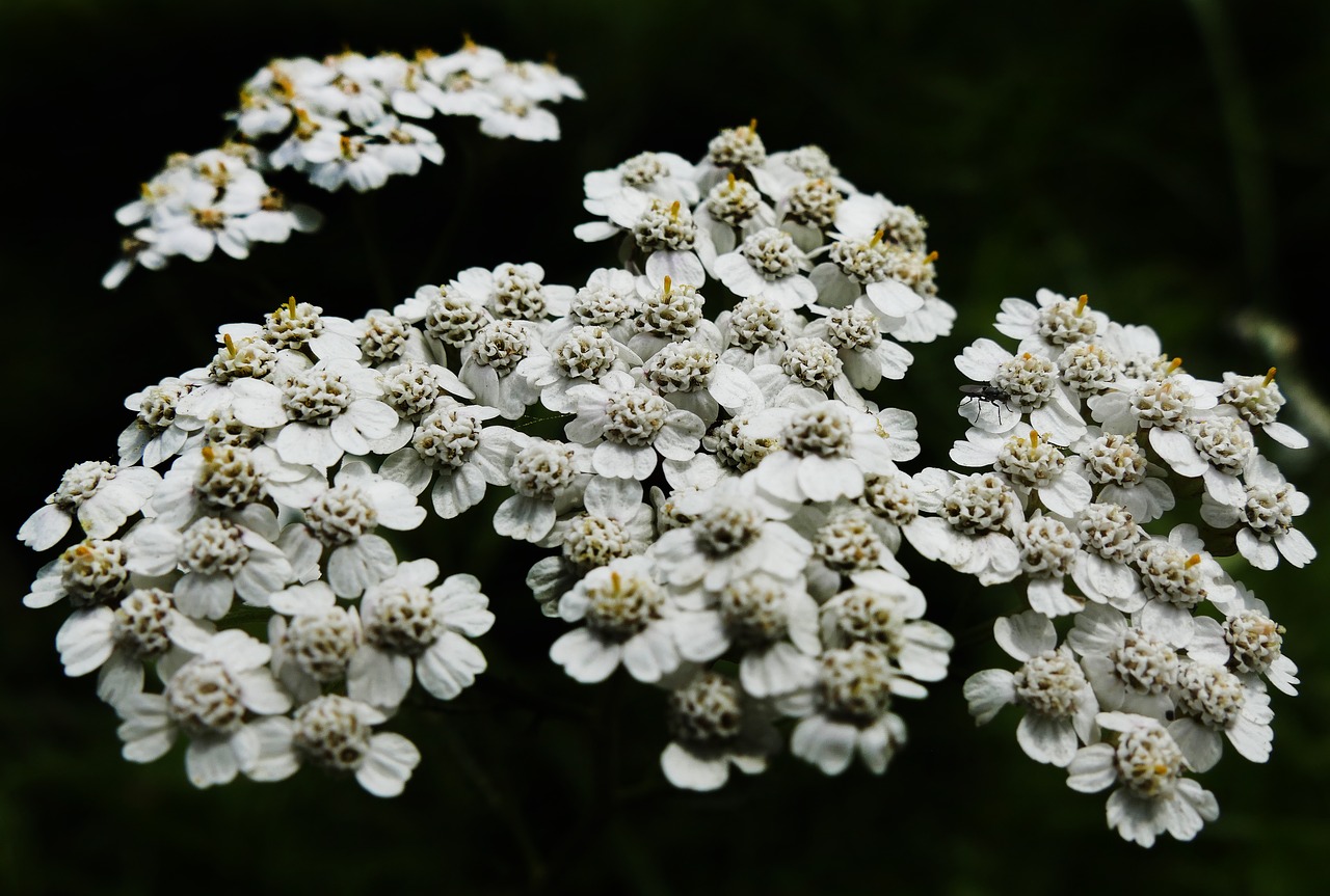 Image - yarrow flowering plant tongue blooms