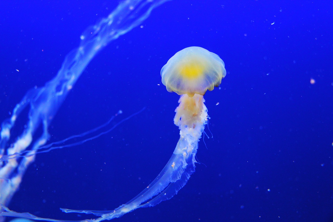 Image - jellyfish fish blue aquarium