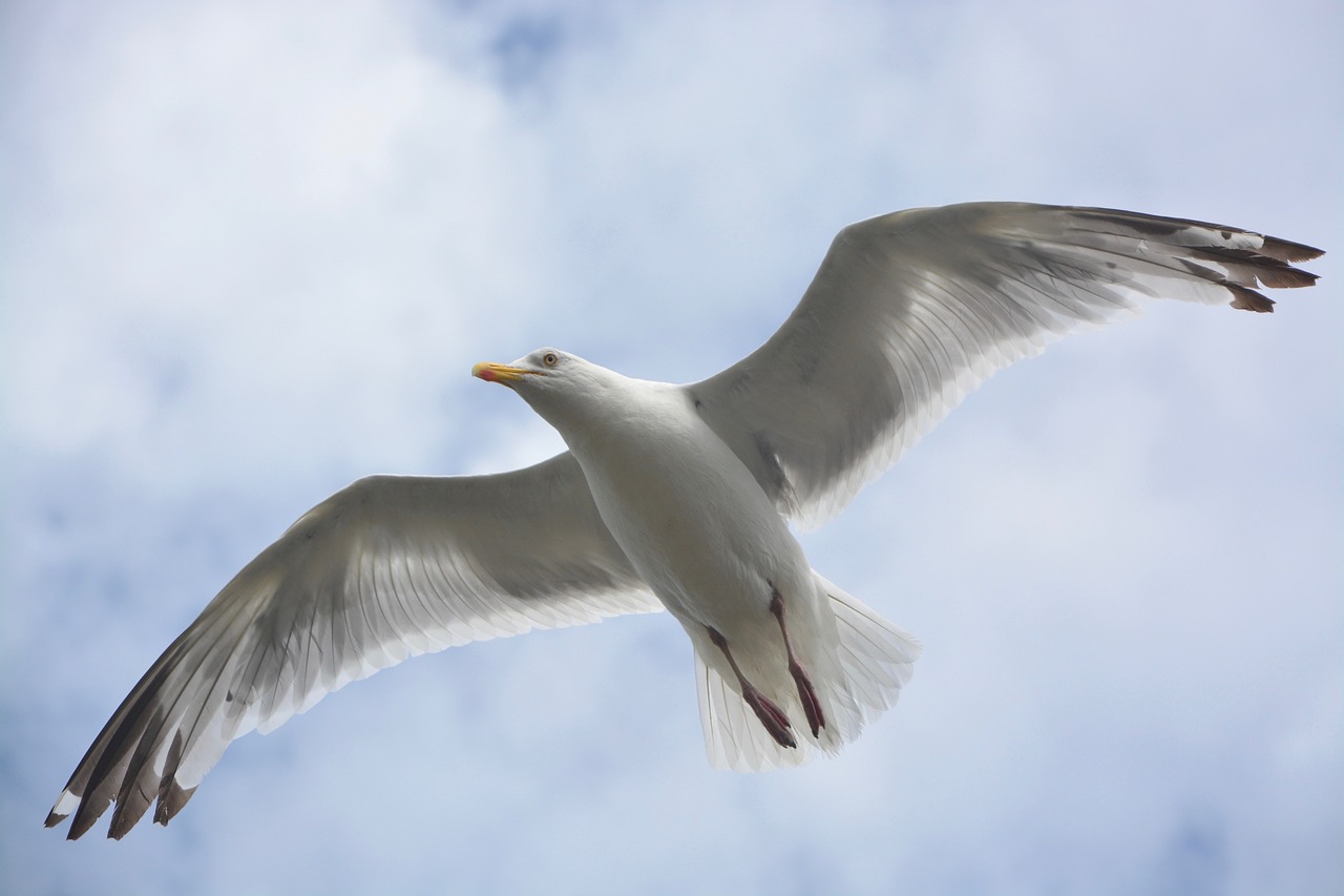 Image - gull bird stolen sky seabird sea